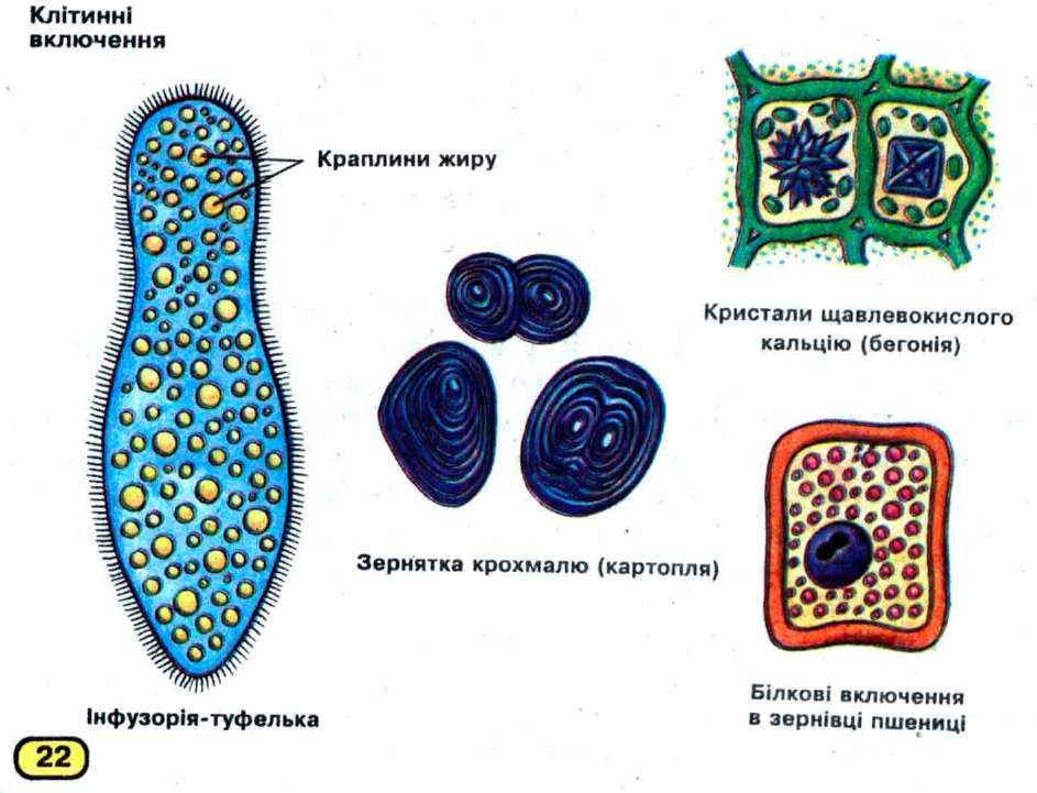 Животная клетка включения