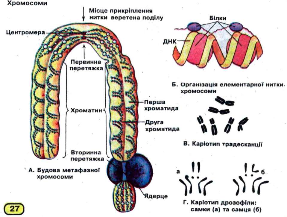 Кончик корня набор хромосом