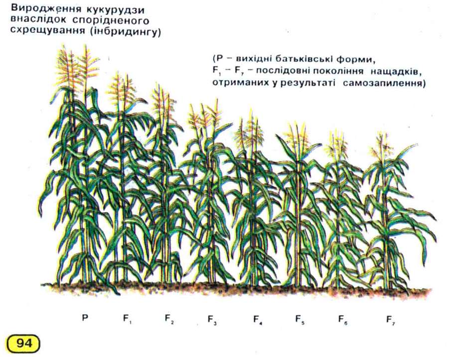 Инбредная депрессия. Инбридинг кукурузы. Инбредное вырождение. Инбредное вырождение и инбредный минимум. Инбредная депрессия рисунок биология.